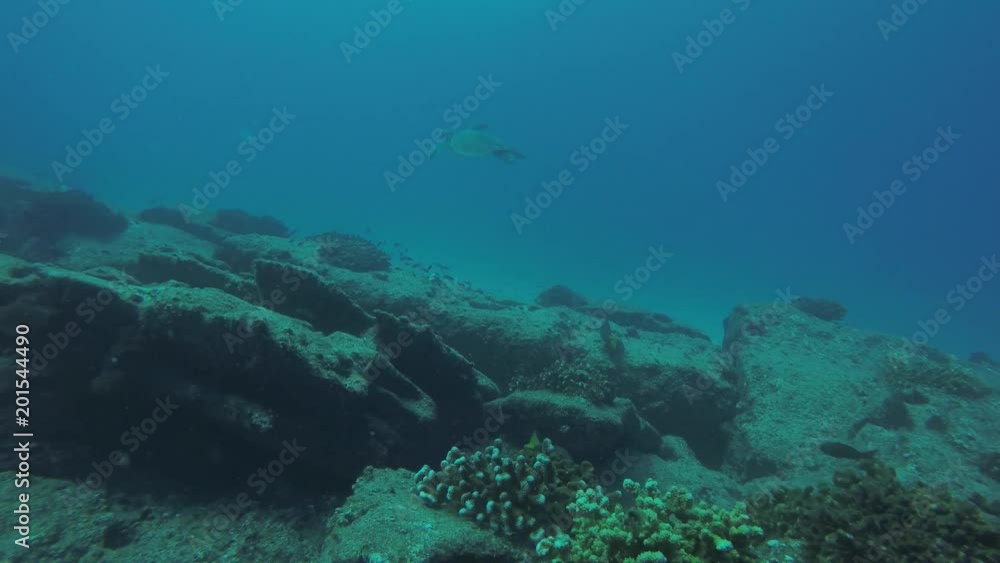 Sea turtle resting in the reefs of Cabo Pulmo National Park, Cousteau once named it The world's aquarium. Baja California Sur,Mexico. Sea turtle resting in the reefs of Cabo Pulmo National Park, Cousteau once named it The world's aquarium. Baja California Sur,Mexico.