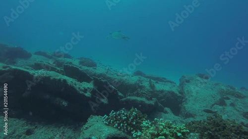 Wallpaper Mural Sea turtle resting in the reefs of Cabo Pulmo National Park, Cousteau once named it The world's aquarium. Baja California Sur,Mexico. Torontodigital.ca