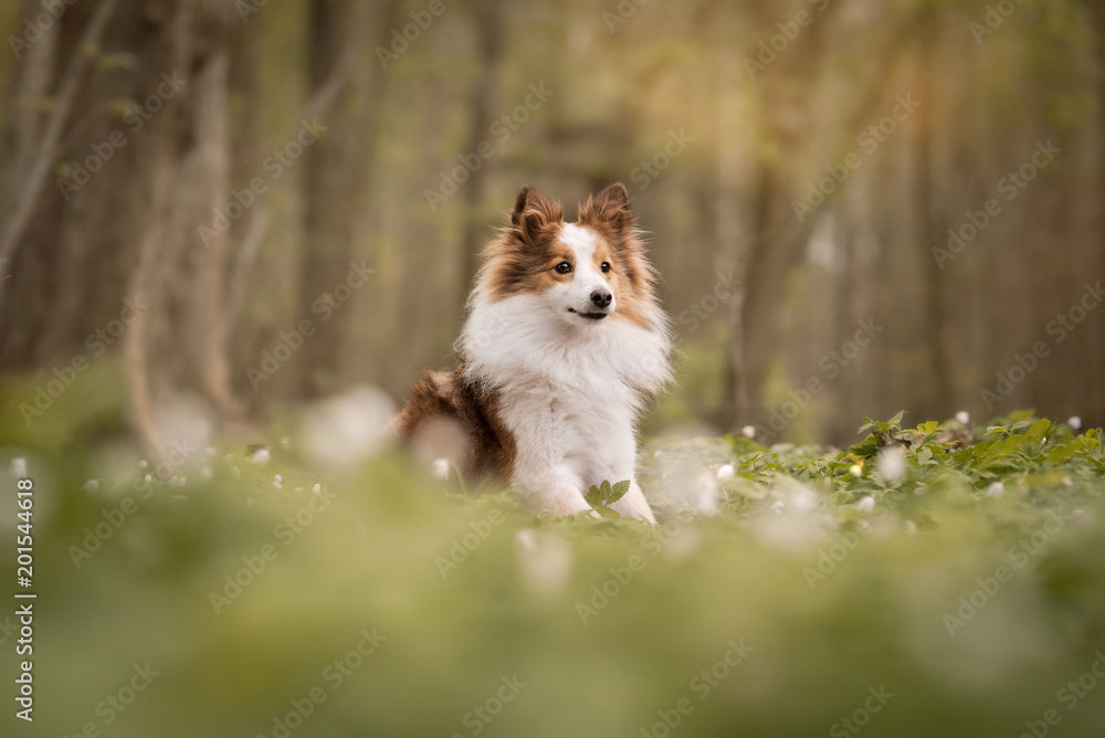 Sheltie im Wald