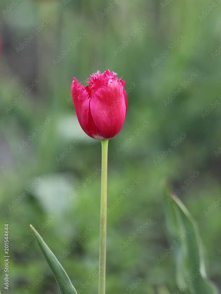 Tulpe Tulpe