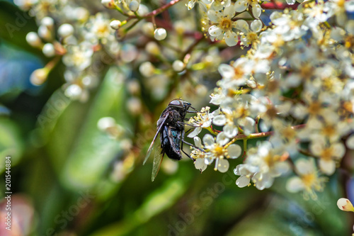 Horsefly climbs on spring flower  © Tim