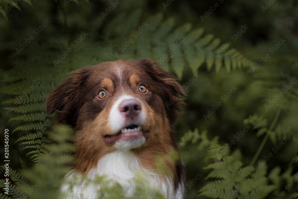Australian Sheperd im Wald Australian Sheperd im Wald