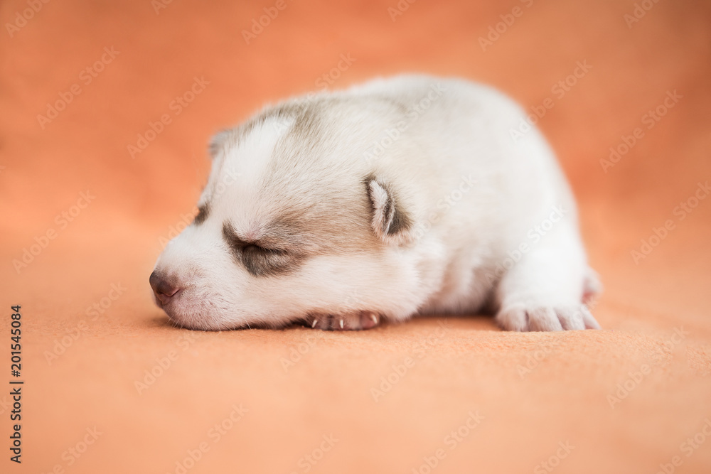 Husky Welpe vor orangenem Hintergrund Husky Welpe vor orangenem Hintergrund