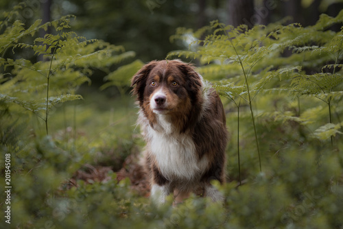 Australian Sheperd im Wald