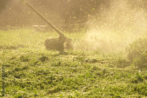 man mows the green grass with trimmer  photo