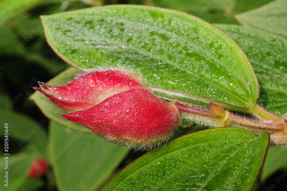 A close-up of a melastomataceae bud as it begins to bloom. A close-up of a melastomataceae bud as it begins to bloom.