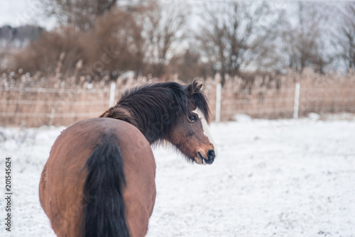 Portrait von Pferd im Winter auf einer Koppel