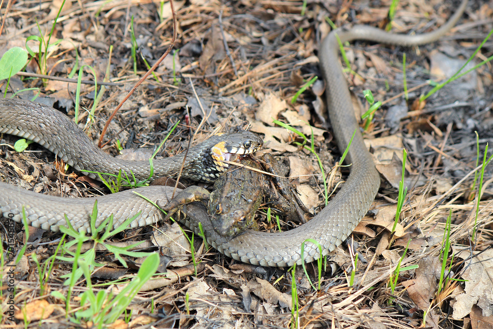 Fototapeta premium hungry grass-snake caught a frog