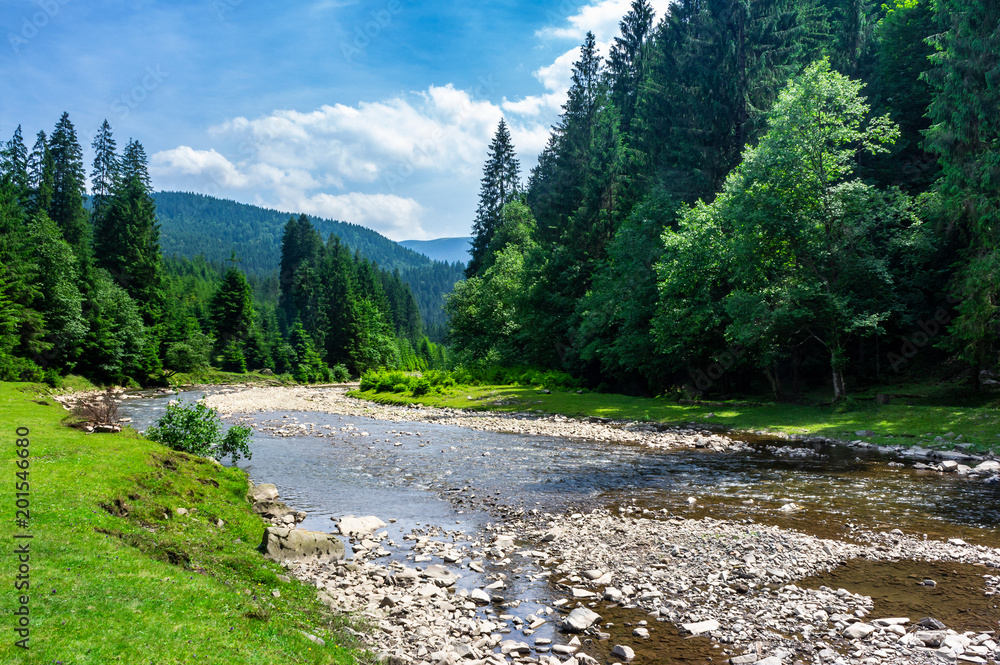 mountain river among the forest in summer. rocky shore and grassy banks. low water capacity. green ancient spruce forest on hillside. cloud formation on blue sky over the mountains in the distance mountain river among the forest in summer. rocky shore and grassy banks. low water capacity. green ancient spruce forest on hillside. cloud formation on blue sky over the mountains in the distance