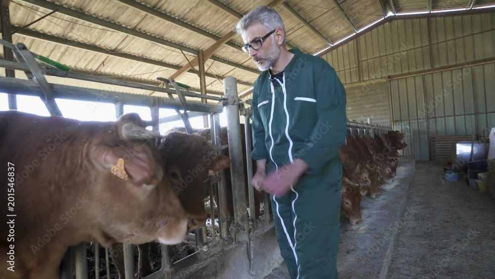 Farmer feeding cows in barn Farmer feeding cows in barn