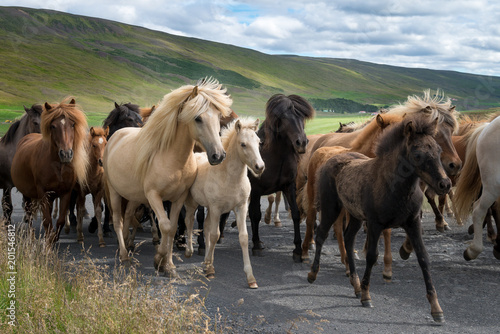 Fototapeta Naklejka Na Ścianę i Meble -  Islandic horses