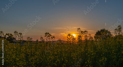 Abendrot über dem Rapsfeld