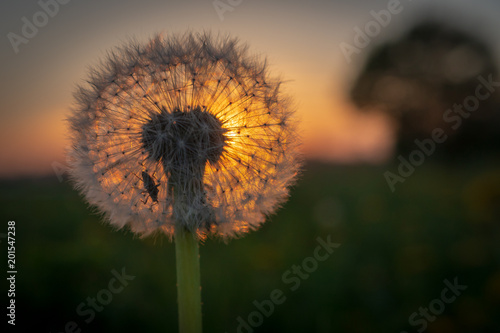 L  wenzahn bei sonnenuntergang - Fr  hlingswiese mit Sonne am Abend