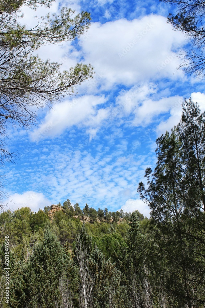 Leafy forest under blue sky