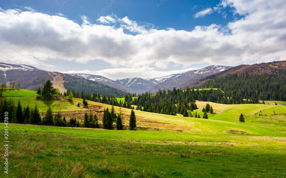 spruce forest on a grassy hillside. lovely springtime scenery of Carpathian mountains