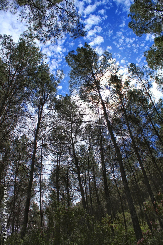 Leafy forest under blue sky Leafy forest under blue sky