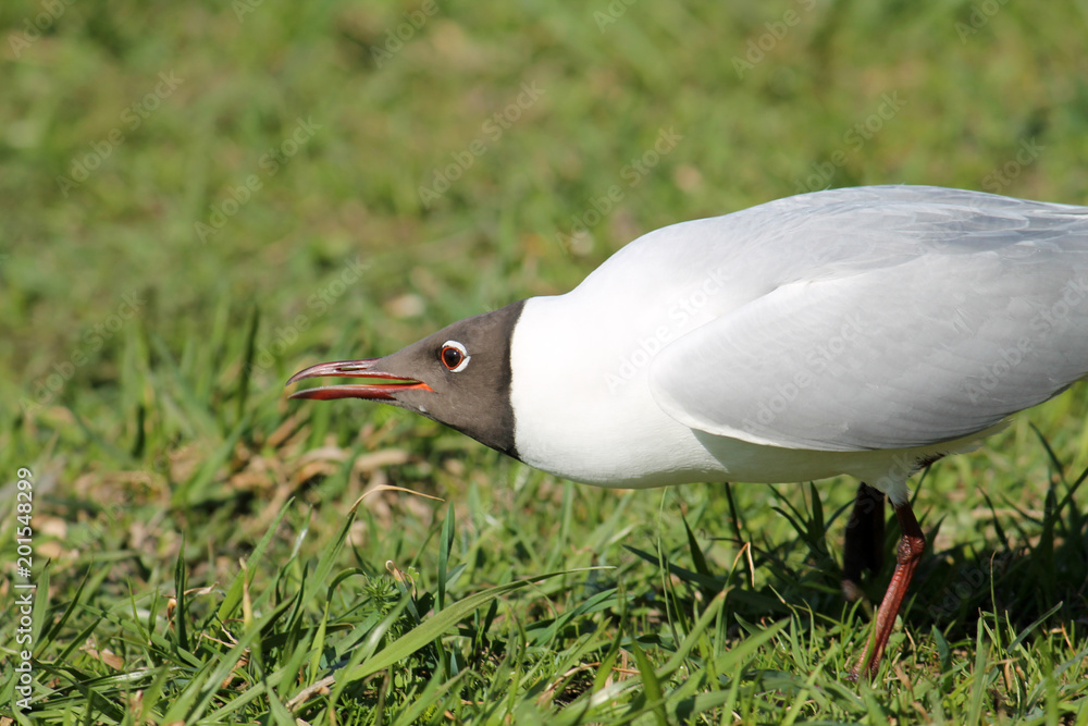 Adult Black-headed Gull in summer (alternate) plumage displaying the forward posture. Demonstration of aggression and willingness to attack