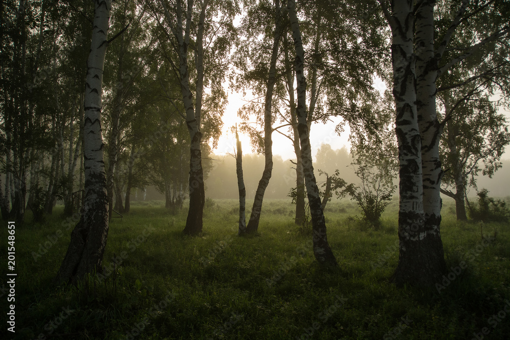 The sun breaks through the trees. Birch Grove. The sun breaks through the trees. Birch Grove.
