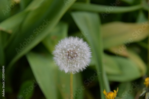 Fototapeta Naklejka Na Ścianę i Meble -  Pissenlit
