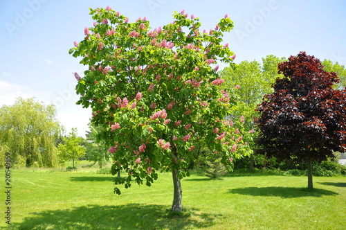 Pink flowers on red horse-chestnut tree