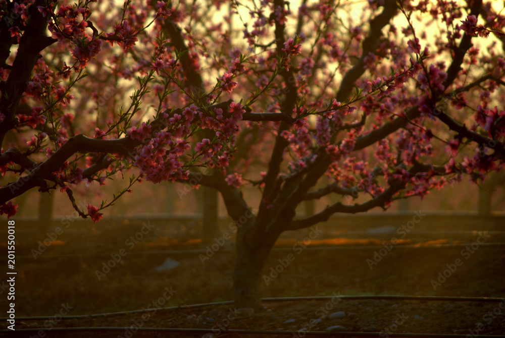 Paisaje con melocotoneros en flor, frutales, rosa, en primavera Paisaje con melocotoneros en flor, frutales, rosa, en primavera