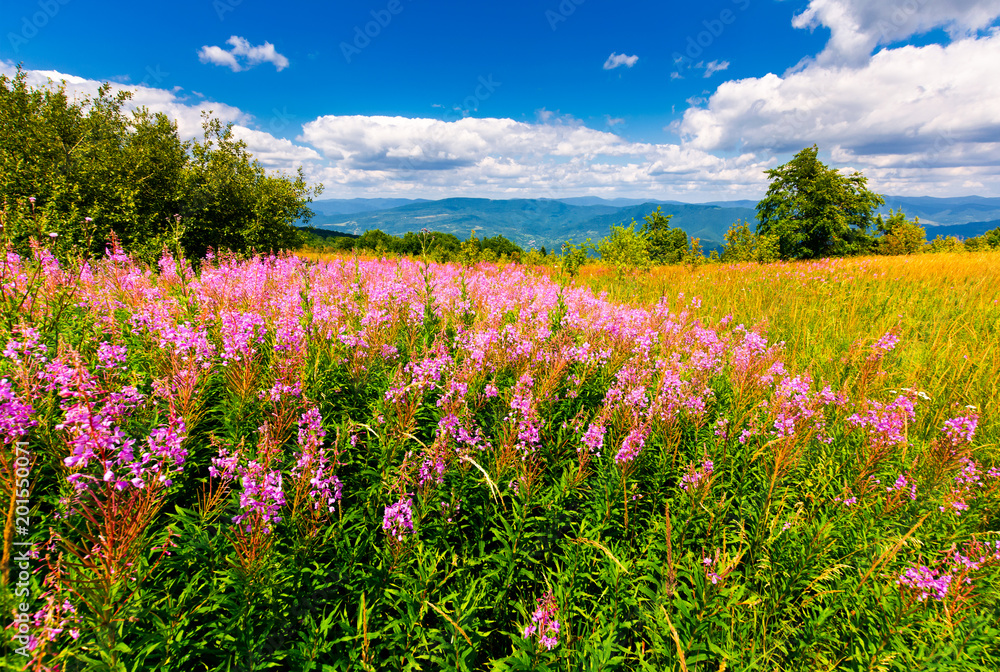 wild purple herbal in mountains. lovely nature landscape