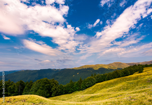 beautiful summer landscape of Carpathians. grassy slopes and forested hillsides. Ukrainian alps with Svydovets mountain ridge in the distance