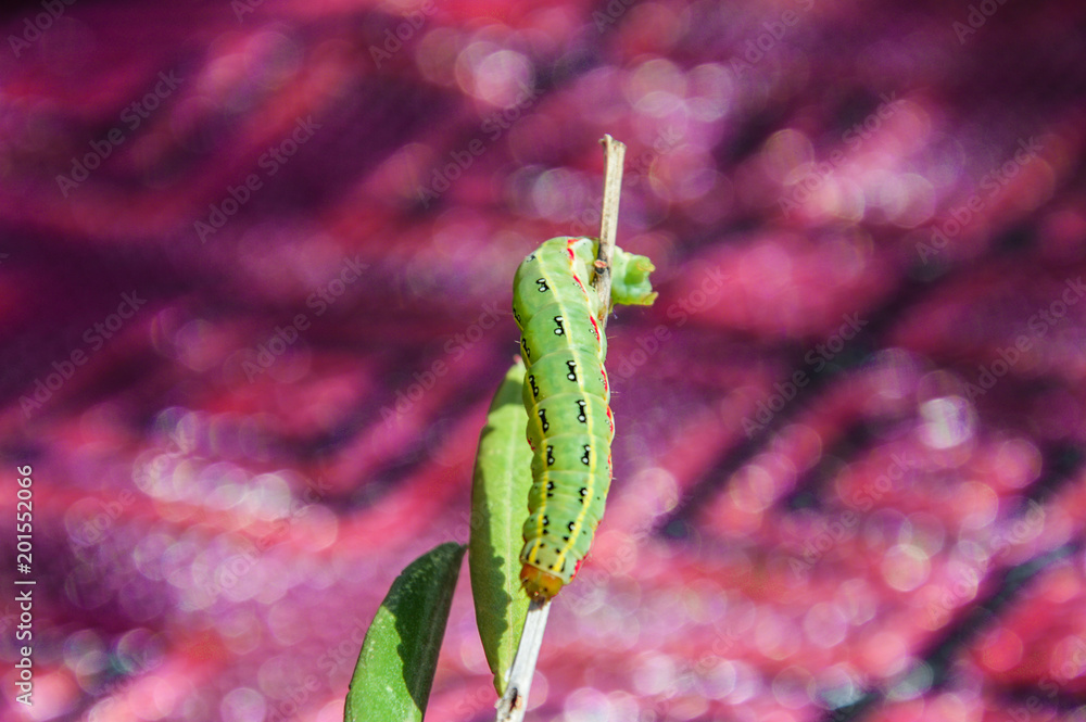 Fototapeta premium chenille vert