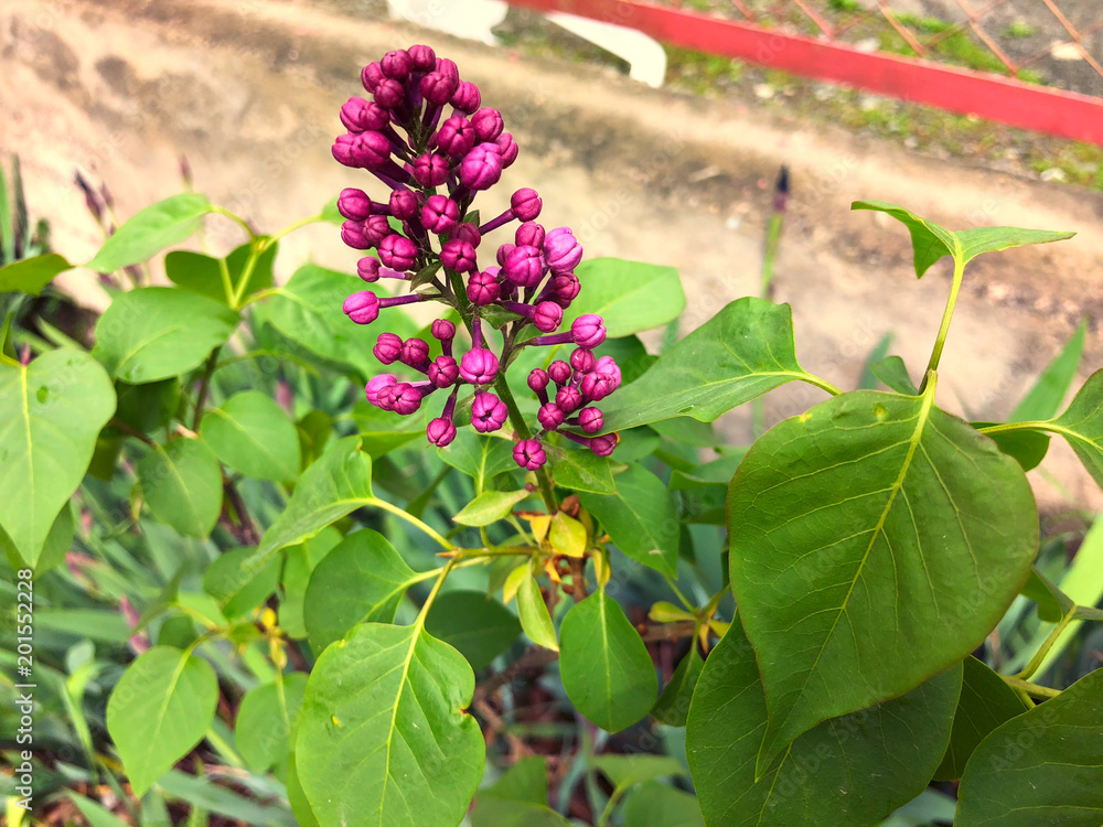 Lilac blooming. Lilac blossom in the garden. Spring flowers. Beautiful lilac Bush. Spring violet flowers background. Lilac blooming. Lilac blossom in the garden. Spring flowers. Beautiful lilac Bush. Spring violet flowers background.