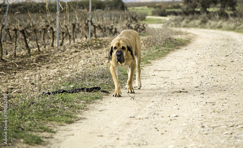 Dog fila brasileiro