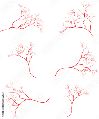 Human eye veins, vessel, blood arteries isolated on white vector. Set of blood veins, image of health red veins illustration. photo