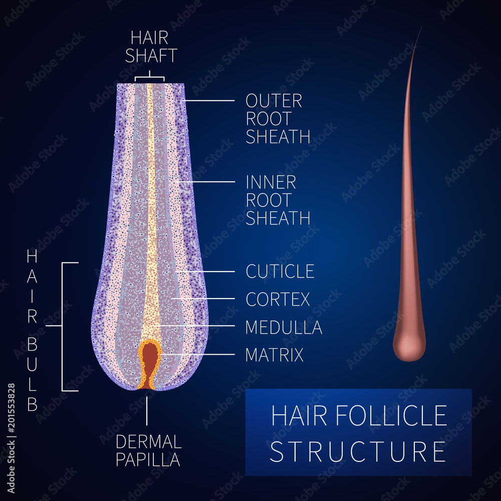 Hair bulb under the microscope. Follicle structure closeup. Removal