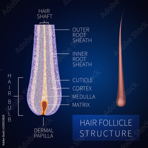 Hair bulb under the microscope. Follicle structure closeup. Removal, treatment and transplantation concept. Medical educational symbol. Body anatomy vector illustration.