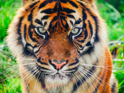 Close up of a tiger's face