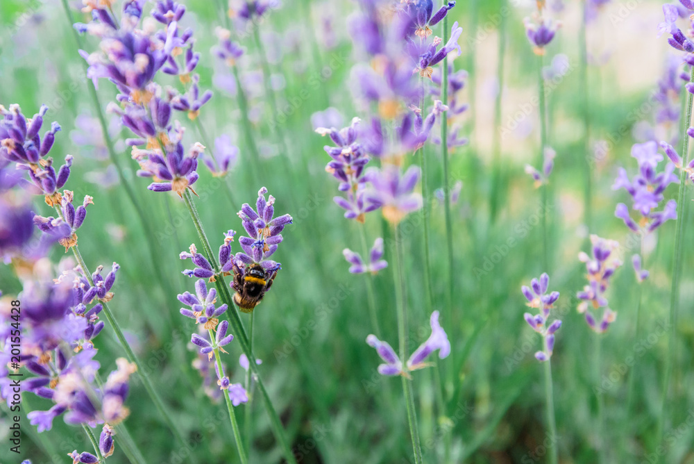 Bumblebee sits on a lavender blossom Bumblebee sits on a lavender blossom
