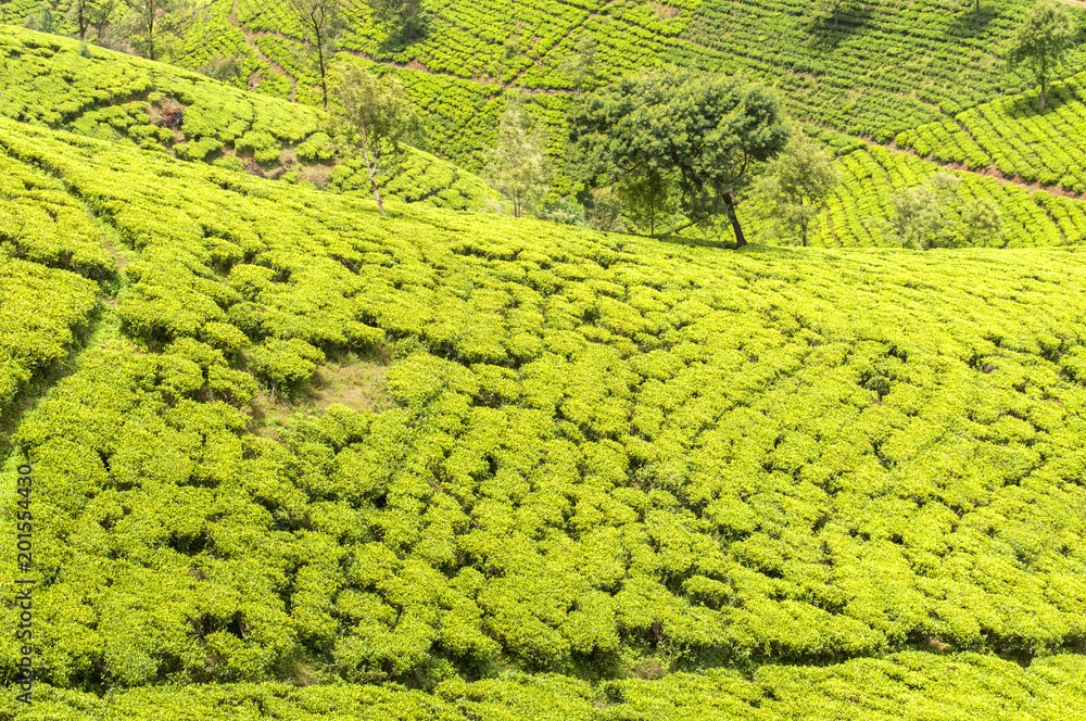 Hill country tea plantation in the Central Highlands near Nuwara Eliya, Sri Lanka, Asia. Hill country tea plantation in the Central Highlands near Nuwara Eliya, Sri Lanka, Asia.