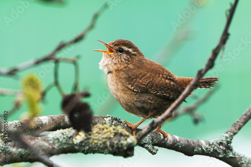 Eurasian Wren, Wren, Troglodytes troglodytes