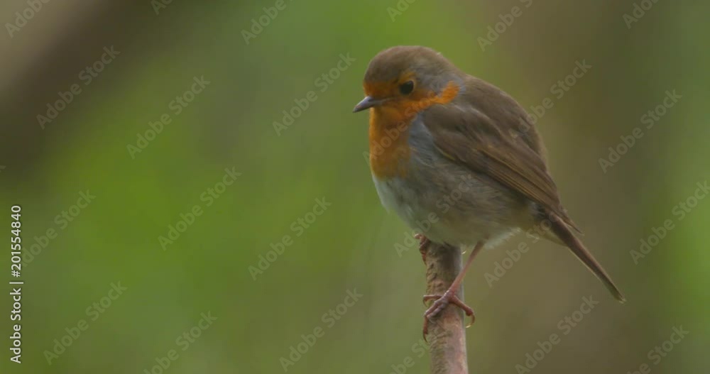 Robin bird perched on tree branch green background slow motion Robin bird perched on tree branch green background slow motion
