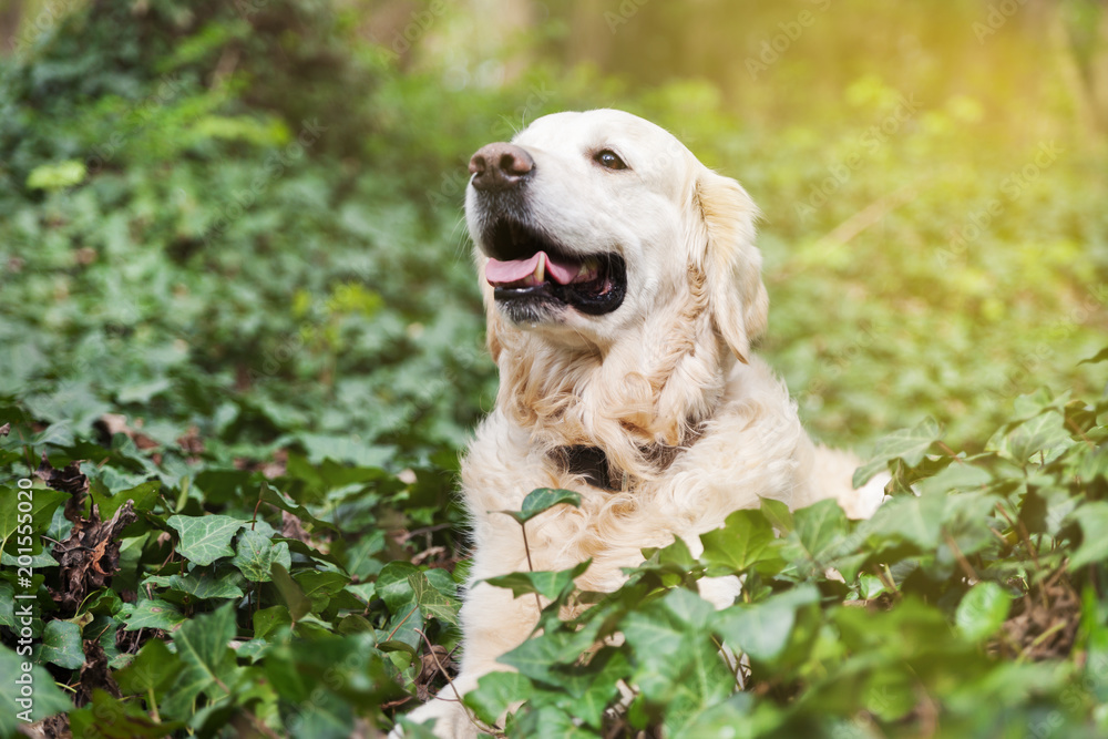 Happy smiling young adorable golden retriever dog sitting on spring green ivy grass in park or forest.  Adventures outdoor pets travel concept. Copy space background. Solar bright effect.