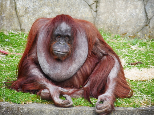 Moody orangutan