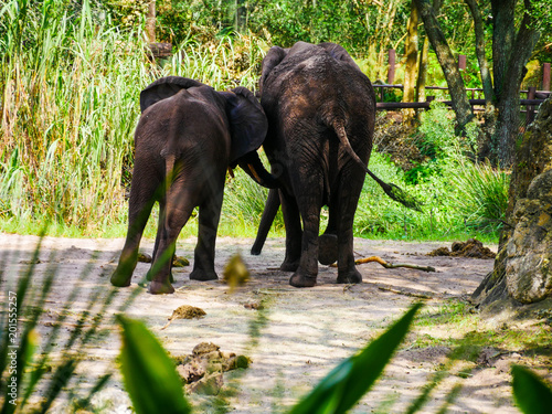 Photography Behind shot of elephants