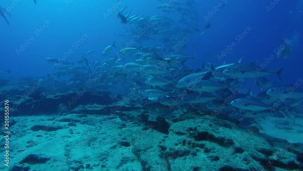 Big eye Trevally Jack, (Caranx sexfasciatus) Forming a polarized school, bait ball or tornado. Cabo Pulmo National Park, Cousteau once named it The world's aquarium. Baja California Sur,Mexico. Big eye Trevally Jack, (Caranx sexfasciatus) Forming a polarized school, bait ball or tornado. Cabo Pulmo National Park, Cousteau once named it The world's aquarium. Baja California Sur,Mexico.