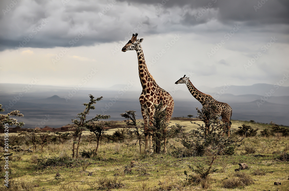 Fototapeta premium Giraffes - Ngorongoro Conservation Area,Tanzania.