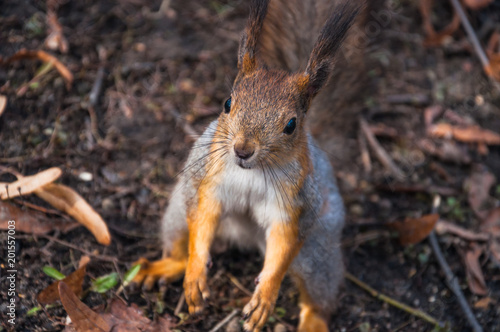 Squirrel (Sciurus vulgaris) rode in for a treat © aleoks
