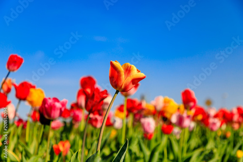 Red tulips on a field with blue sky and sunshine