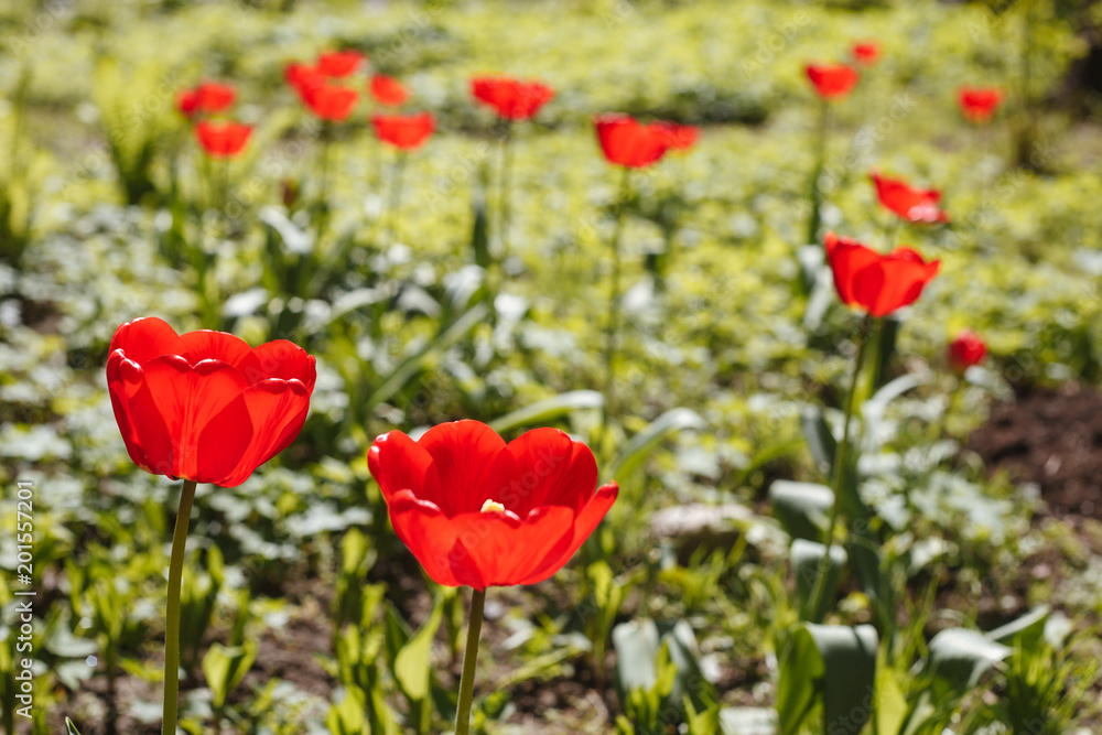 flowers flowers