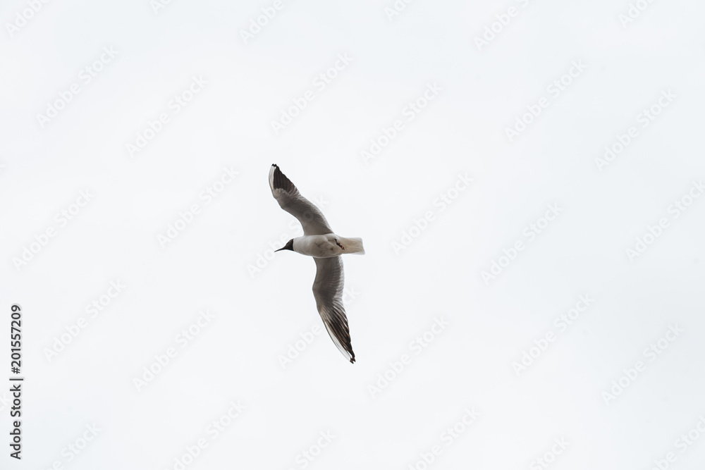 Obraz premium Seagull