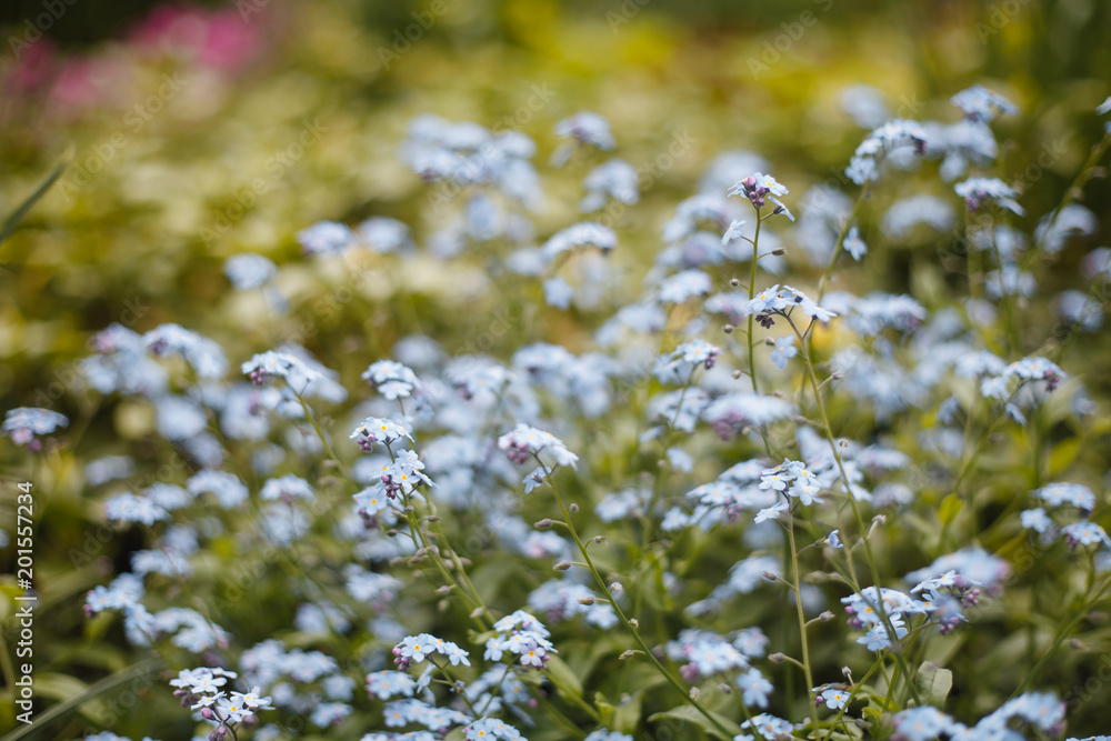 Flowers Flowers