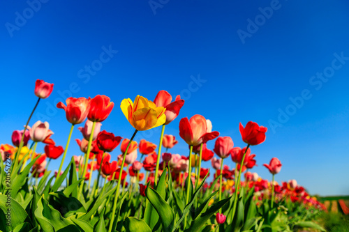 Red tulips on a field with blue sky and sunshine