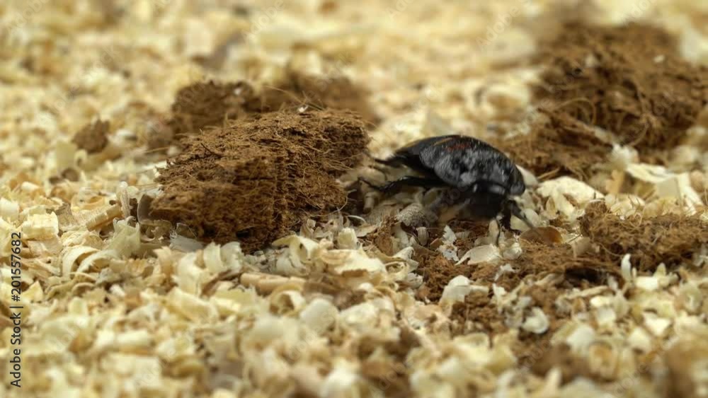 Cockroach crawls on pressed sawdust. Close up Cockroach crawls on pressed sawdust. Close up